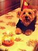 yorkie smiles!-403658_311373592233857_1581955627_n.jpg