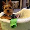 yorkie smiles!-toki-socks.jpg
