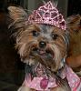 yorkie smiles!-dsc_0568-version-3.jpg