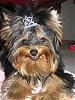 yorkie smiles!-39561_478477767847_594893_n.jpg