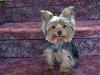 yorkie smiles!-l_0ea60be2f20e3b9a366ee3a05e979bbf.jpg