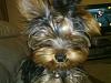 yorkie smiles!-100920111469.jpg