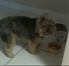 yorkie smiles!-cooper-smiling.png
