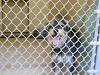 At the shelter today Yorkie/schnauzer?-001a.jpg