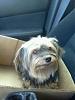 Found Male Yorkie-lost-yorkie-male.jpg