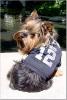 Calling All Dogs Over 8 Years Old-raider-fan.jpg