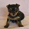 Soon to be yorkie mommy-austin-5-weeks.jpg