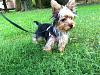 Does anyone else's yorkie have really slow growing hair?-5.7-2.jpg