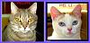 How Many "Furkids" Do You Have ?-picmonkey-collage-cats.jpg