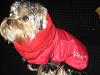 Application for Membership--YT TEAPOT Club-snooded-up-pup.jpg