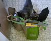 Pictures of a larger size yorkie?? Anyone??-pnut-tri.jpg