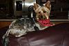 Pictures of a larger size yorkie?? Anyone??-img_3715.jpg