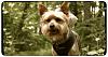 Pictures of a larger size yorkie?? Anyone??-img_4611-1.jpg