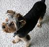 Pictures of a larger size yorkie?? Anyone??-024_crop_crop.jpg