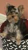 Pictures of a larger size yorkie?? Anyone??-lucy-toy-box-blurrry.jpg
