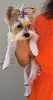 Did the breeder die my Biewer Yorkie's Hair?!-alexas-first-cut.png