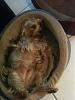 Pictures of a larger size yorkie?? Anyone??-max-laying.jpg