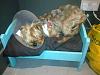 His Buster Collar after Neuturing-reereerockette08161221014197_0.jpeg