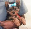 Your Yorkie-img_5773_edited-1.jpg