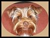 Chocolate yorkie pictures?-027-crop-crop.jpg