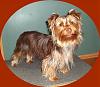 Chocolate yorkie pictures?-002-crop.jpg