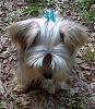 Hair in my little girl's eyes-brody-1st-top-knot-2-522x600-img00519-20110716-1708.jpg