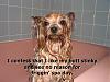 Confessions of Very Naughty Yorkies-yorkie-confession-1.jpg