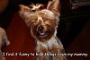 Confessions of Very Naughty Yorkies-roflbot-1-.jpg