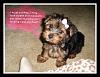Confessions of Very Naughty Yorkies-sl730028a.jpg