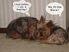 Confessions of Very Naughty Yorkies-sl730035a.jpg
