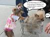 Confessions of Very Naughty Yorkies-lilo-shopping-cart.jpg