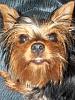 Im scared to pick cocoa up from groomer-056.jpg