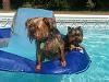 Please Help!!  Missing Yorkie!!-tessie-teddy-pool-2011-2-2-.jpg