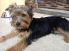 Will my Yorkie get along with a bigger dog?-img_0129.jpg