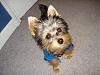 The Cutest Yorkie ever???-317500_534808095223_542246083_n.jpg