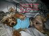 Confessions of Very Naughty Yorkies-20120905_073819-640x480-.jpg