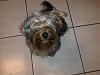 Maybe my Yorkie is a Silky-orion-001.jpg