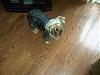 Maybe my Yorkie is a Silky-orion-002.jpg