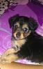 Is my puppy a purebred Yorkie???-479802_10150897935380736_2067338506_n.jpg