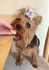 Happy First Birthday Toki!-toki-bday4.jpg