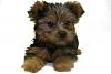 Help me decide on a puppy.-yorkie.jpg