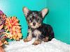 Help me decide on a puppy.-yorkie1.jpg