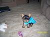 Josie had playtime!-rsz_100_3922-2-.jpg