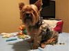 Shaving coat to the skin in summer because of ticks, fleas, etc-yorkie1.jpg