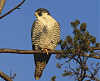 A hawk just slammed into my door-screen-shot-2012-09-29-12.44.34-pm.png