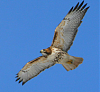 Buzzards or Hawks-screen-shot-2012-10-08-10.10.48-am.png