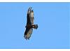 Buzzards or Hawks-turkey-vulture.jpg