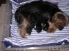 Finally- PUPPIES-star-w-babies-2.jpg