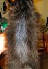 Thin Hair on Pups Back....???-teddys-back.jpg