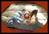 Doggies love their new bed !-010-cropb.jpg